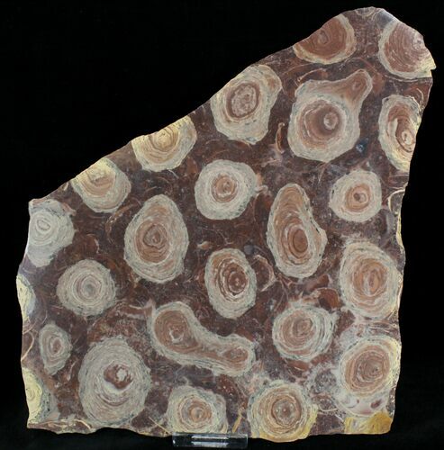 Wide Fossil Stromatolite Colony - Million Years Old #22487